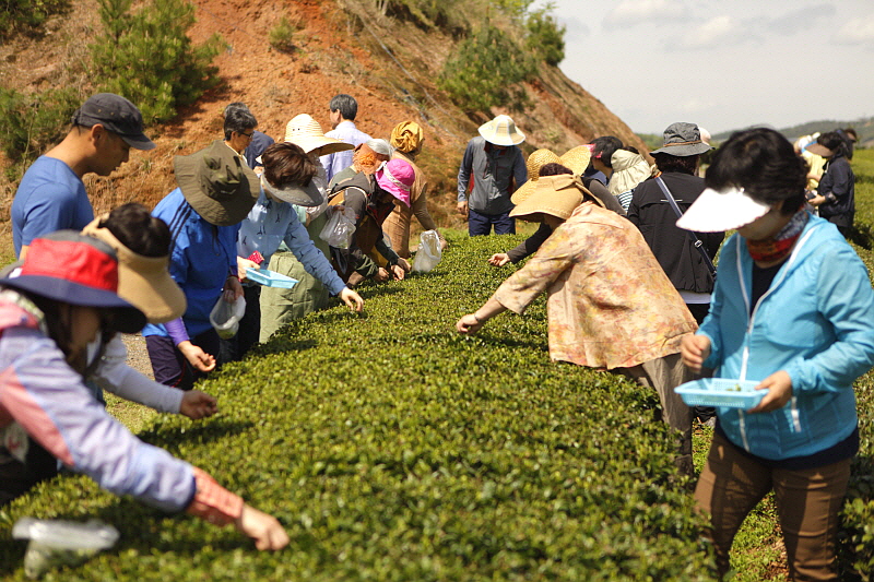 차밭에서 실습하는 학생들 모습