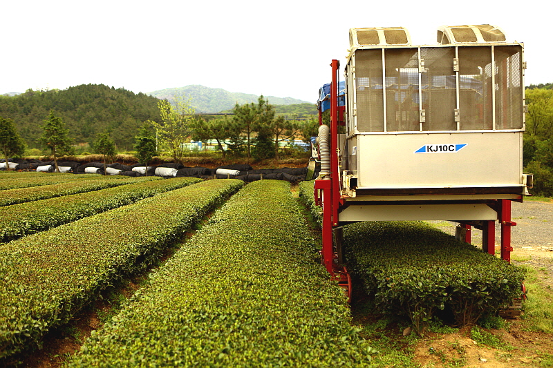 승용수확기 기계제다 모습
