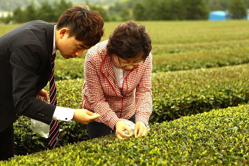 학생들과 채다체험하는 손연숙 교수