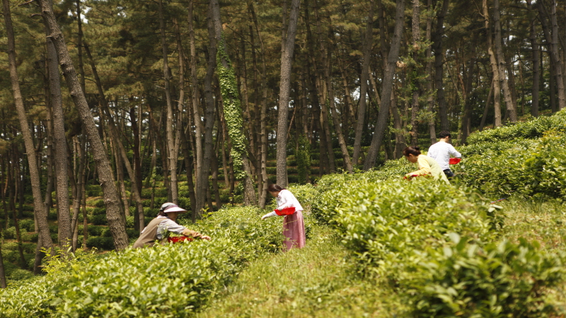 차밭에서 차를 따는 사람들