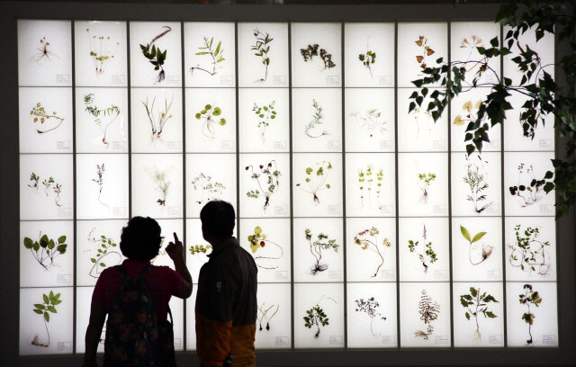 산청한방약초축제 약초표본 전시